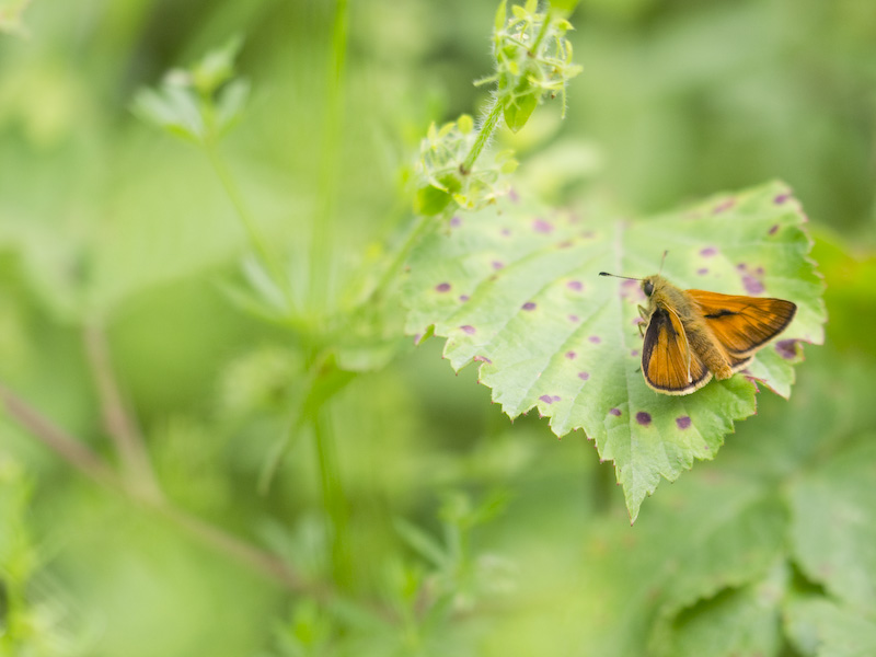 Ochlodes sylvanus? S